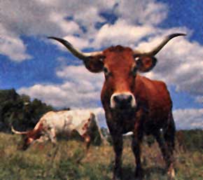 Another Texas Longhorn Bull