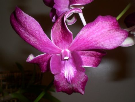 orchid in bloom, texas